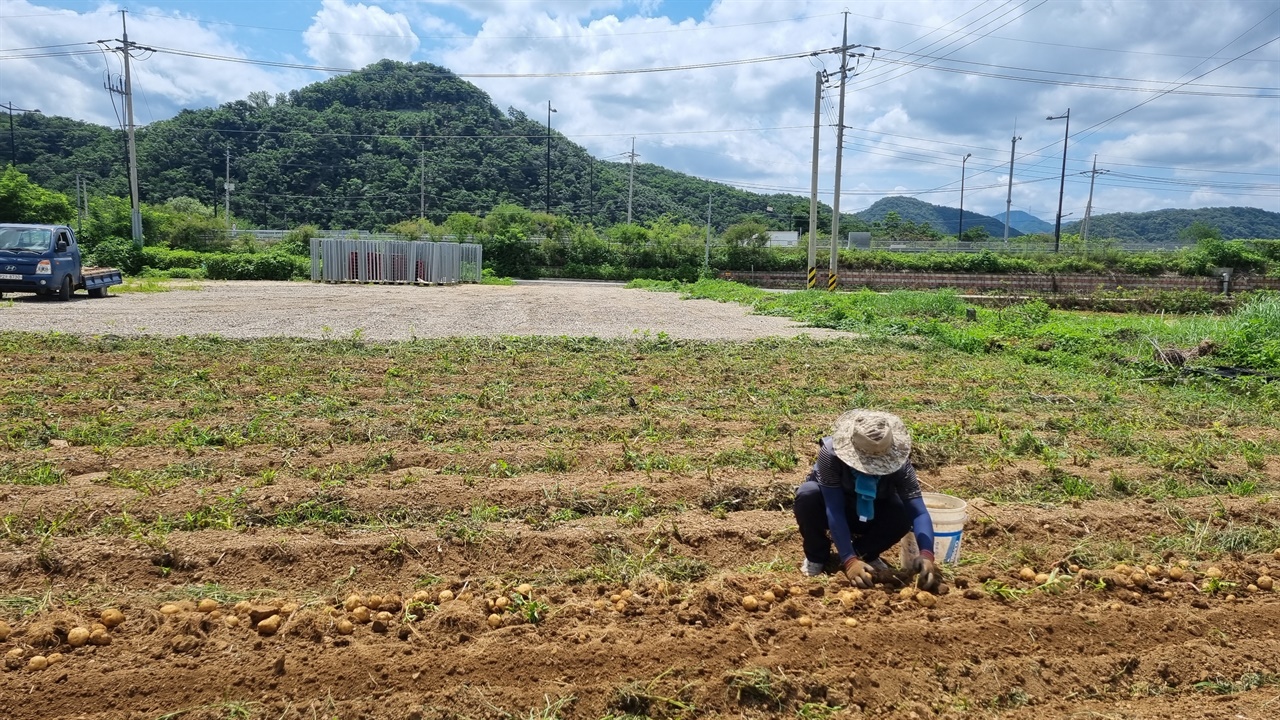 한 여름 감자캐는 박용석 친환경 농민 출처 : 임진여울영농조합법인