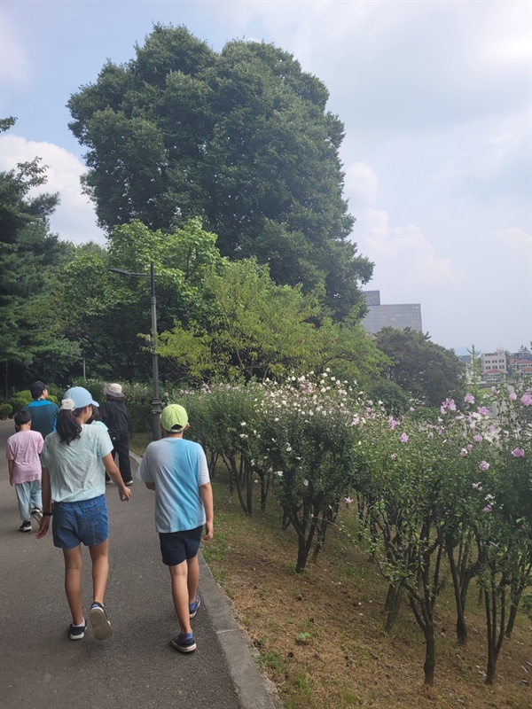 남산 무궁화 동산 한여름 무궁화 꽃이 활짝 피었다.