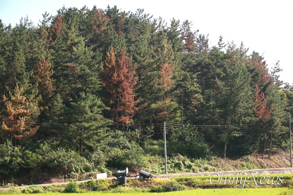  경남 창녕 소재 한 야산에 소나무가 죽어가고 있다.