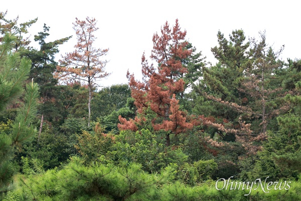  경남 창녕 소재 한 야산에 소나무가 죽어가고 있다.