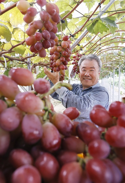  레드 샤인머스켓 ‘미화희’포도 수확