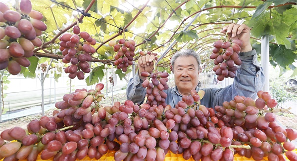  레드 샤인머스켓 ‘미화희’포도 수확