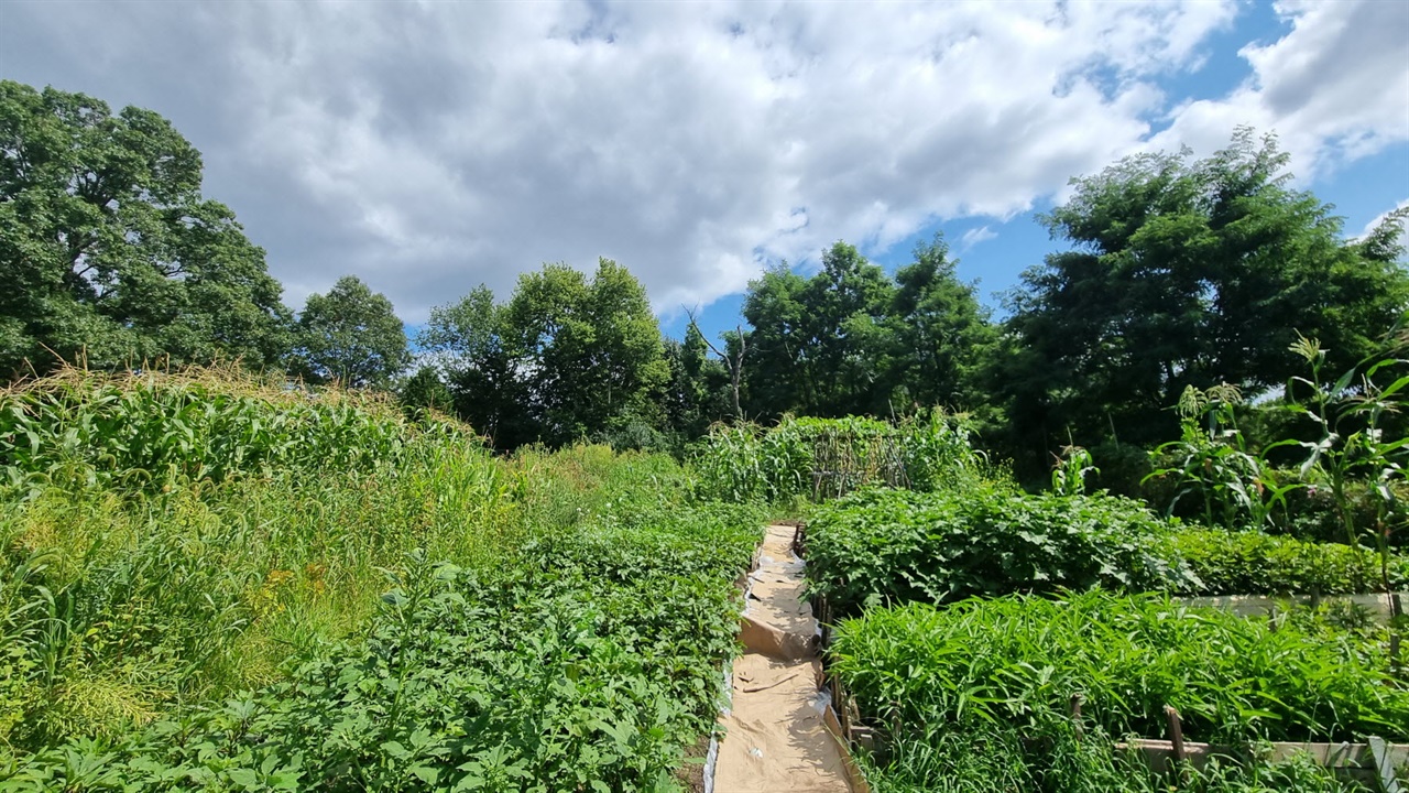  Ubandale Community Vegetable Garden은 각 가정이 그들 자신의 취향에 맞는 채마를 심어서 수확할 수 있다. 
