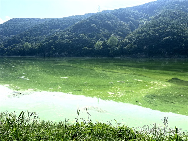  8월 24일 낙동강 합천창녕보 상류 녹조.