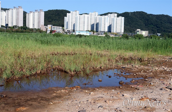  갑천야구공원. 야구경기장이 물덩이로 변했다. 