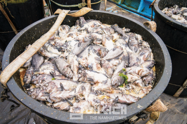  지난 27일 미조면 한 양식장의 볼락이 고수온으로 인해 폐사했다. (사진: 전병권 기자)