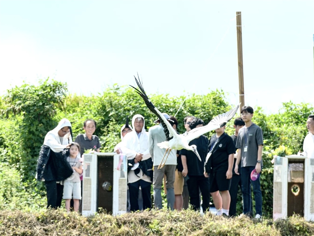  지난 7일부터 ‘제5회 예산황새축제’가 개막한 가운데, 이날 7마리의 황새가 방사됐다.