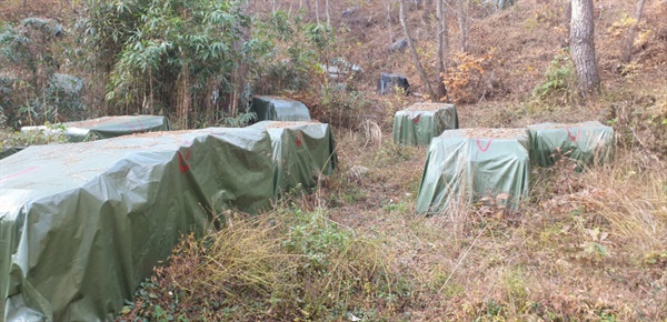  송화산 자락 곳곳에 재선충병에 감염된 소나무들이 훈증 처리되고 있다. 