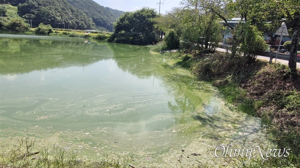  9월 14일 창녕 동산마을 안리저수지 녹조.