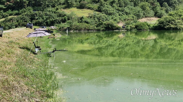  9월 14일 창녕 동산마을 안리저수지 녹조.