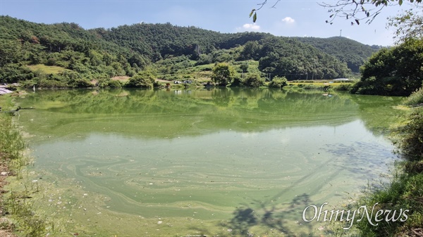  9월 14일 창녕 동산마을 안리저수지 녹조.