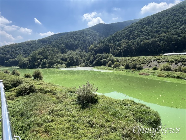  9월 14일 낙동강 합천창녕보 상류 덕곡천 녹조.