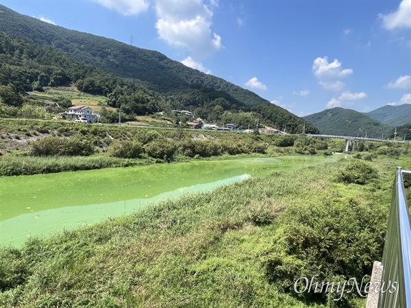  9월 14일 낙동강 합천창녕보 상류 덕곡천 녹조.