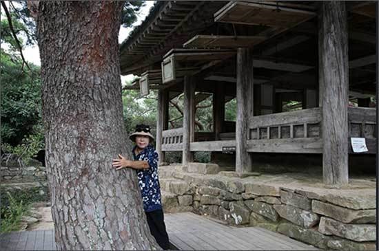 부용정 8경의 하나인 노송나무 보길도 세연정 앞 부용정 8경의 하나인 노송나무를 안아보는 기자