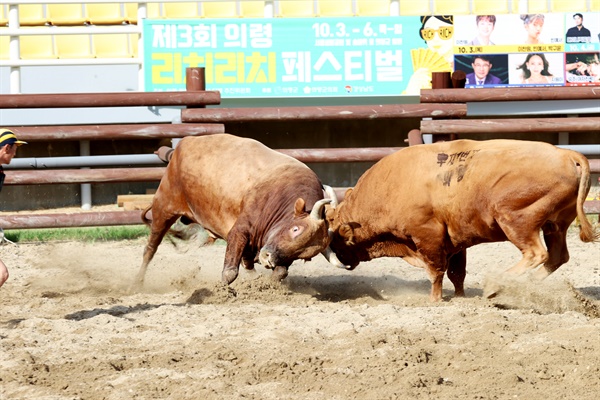  의령에서 열린 제19회 추석맞이 민속 소힘겨루기대회