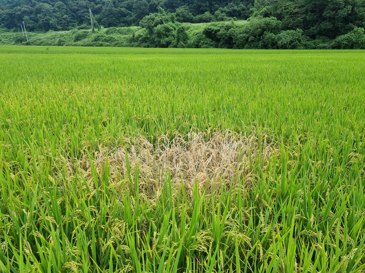 벼멸구 덮친 전남 화순 들녘 전남 화순군 춘양면 벼멸구 피해 논. 화순군은 "벼멸구는 중국에서 날아오는 해충으로 전년과 다르게 월등히 양이 많았고, 올여름 높은 기온이 지속돼 발생량도 급증했다"고 밝혔다.