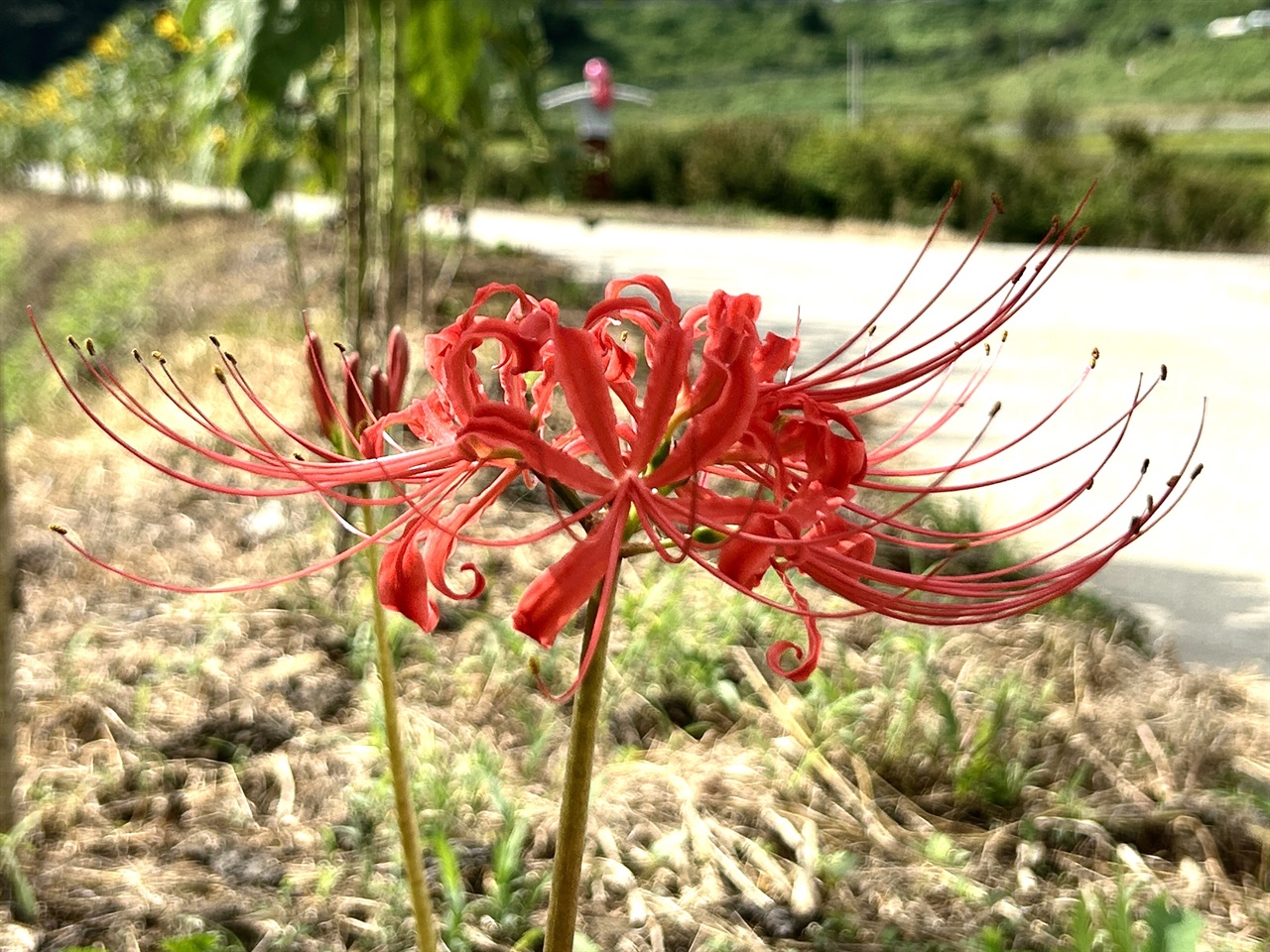  홍성 소새울 마을 ‘꽃무릇’.