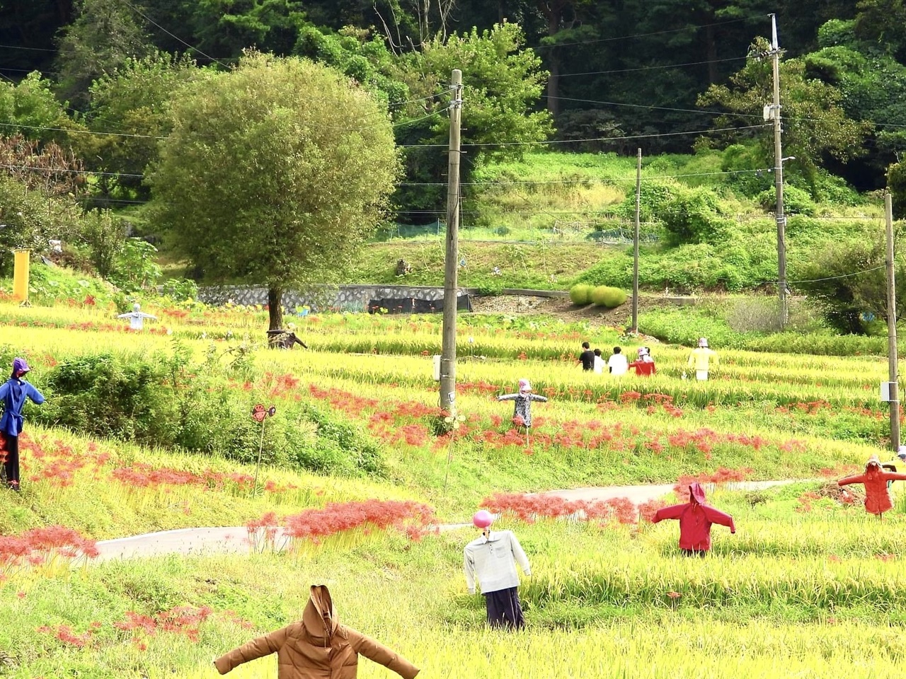  가을이 다가오면서 고개 숙인 벼들이 있는 다랑이논에 울긋불긋한 꽃무릇이 묘한 조화를 이루고 있다. 사진은 지난해 다랑이논 주변으로 만개한 꽃무릇과 허수아비.