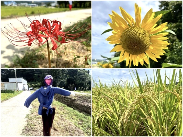  홍성 소새울 마을에 가면 꽃무릇을 비롯해 다랑이논·허수아비·해바라기 등 풍성한 가을을 만날 수 있다. 