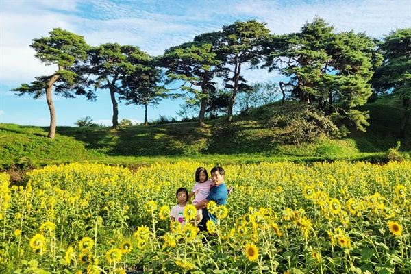  함양 지곡면 개평마을의 해바라기