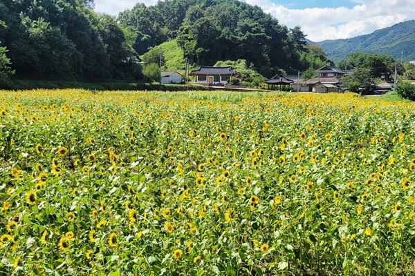  함양 지곡면 개평마을의 해바라기