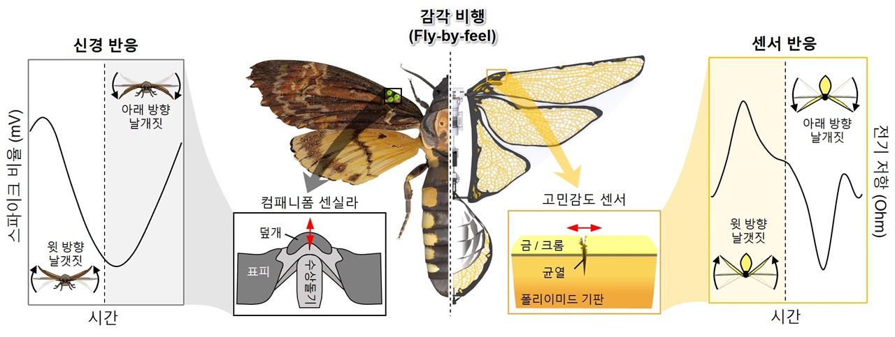 날갯짓 곤충과 날갯짓 드론에서 날개 변형을 감지하는 메커니즘. 날갯짓을 하는 곤충들은 날개에 컴패니폼 센실라라고 불리는 작은 감각 기관을 가지고 있으며, 이 기관은 날개의 움직임이나 변형 시 발생하는 미세한 압력과 변형을 감지할 수 있다. 컴패니폼 센실라는 곤충이 날개를 정밀하게 조절하고 비행 중 안정성을 유지하는 데 중요한 역할을 한다. 이러한 곤충의 감각적인 비행 능력에서 영감을 받아, 컴패니폼 센실라가 밀집된 날개의 힌지 부분에 고민감도 균열 센서를 부착하였다. 비행 중 날개에 작용하는 복잡한 공탄성 힘으로 인해 날개가 변형되면, 이 변형은 센서의 미세한 균열을 통해 전기적 저항 변화를 일으키고, 이를 통해 날개에 가해지는 힘의 강도와 방향을 측정할 수 있다. 이 정보를 바탕으로 생물학적 메커니즘을 모방한 효율적인 비행 제어 시스템을 개발할 수 있다.