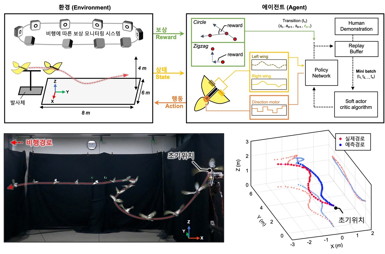 날개변형 정보기반 강화학습 제어 모식도 및 결과 별도의 외부 풍동이 없는 환경에서 특정 경로로 비행하도록 학습하는 실험의 모식도 (상단). 드론이 실제로 비행하는 환경(Envrionment)에서는 모션캡쳐 카메라를 이용해 비행경로에 따라 에이전트(Agent)에게 적절한 보상(Reward)을 지급한다. 경로에 따른 날개변형 신호는 상태(State) 정보로 에이전트에게 주어지고, 에이전트는 주어진 상태로부터 더 많은 보상을 받을 수 있는 방향으로 행동(Action) 하도록 학습된다 (우상단). 학습결과, 날개변형 정보에 기반한 지그재그 경로 제어에 성공했다 (좌하단). 뿐만 아니라, 날개변형 정보로부터 실제 비행경로를 예측하도록 학습한 결과, 실제 비행경로와 유사한 경향으로 예측하는데 성공했다 (우하단).