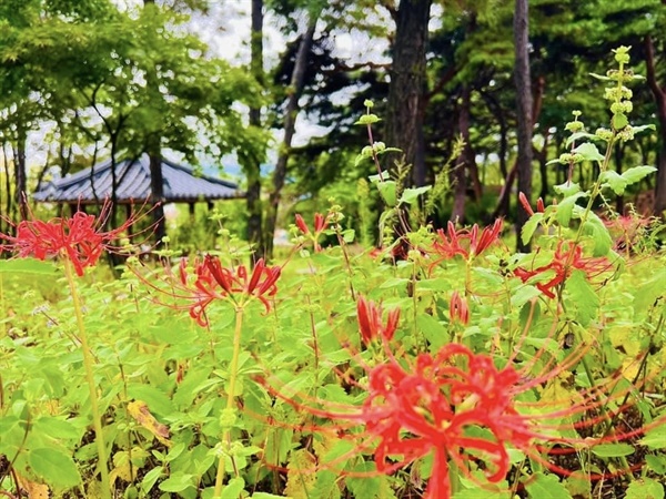  홍성 홍주성천년여행길 숲놀이터(사진)와 갈산 석당산 꽃무릇도 개화하기 시작해 감상할 수 있다.