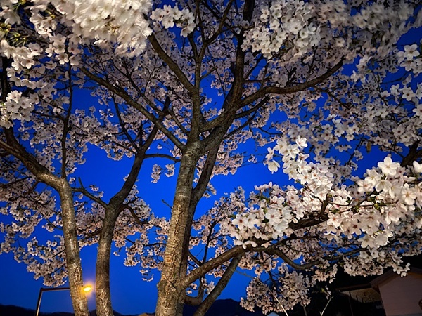  올 봄 우리집 마당에서 화려한 꽃을 피운 벚나무