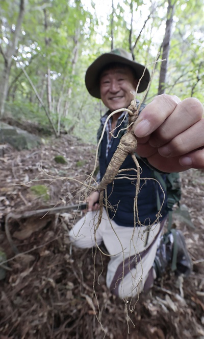  산양삼 캐기.