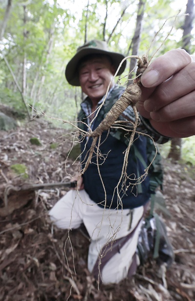  산양삼 캐기.