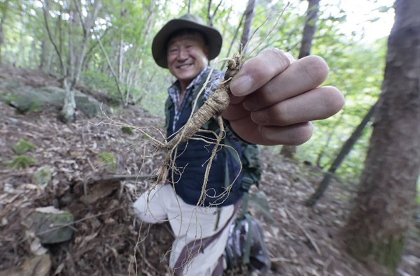  산양삼 캐기.