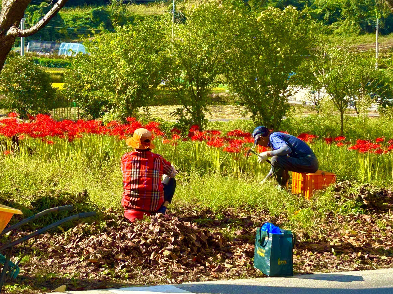  30일 오전, 마을 주민들은 꽃무릇을 보기 위해 찾는 방문객이 늘어나면서, 꽃무릇 주변 낙엽을 치우는 등 작업에 분주했다. 