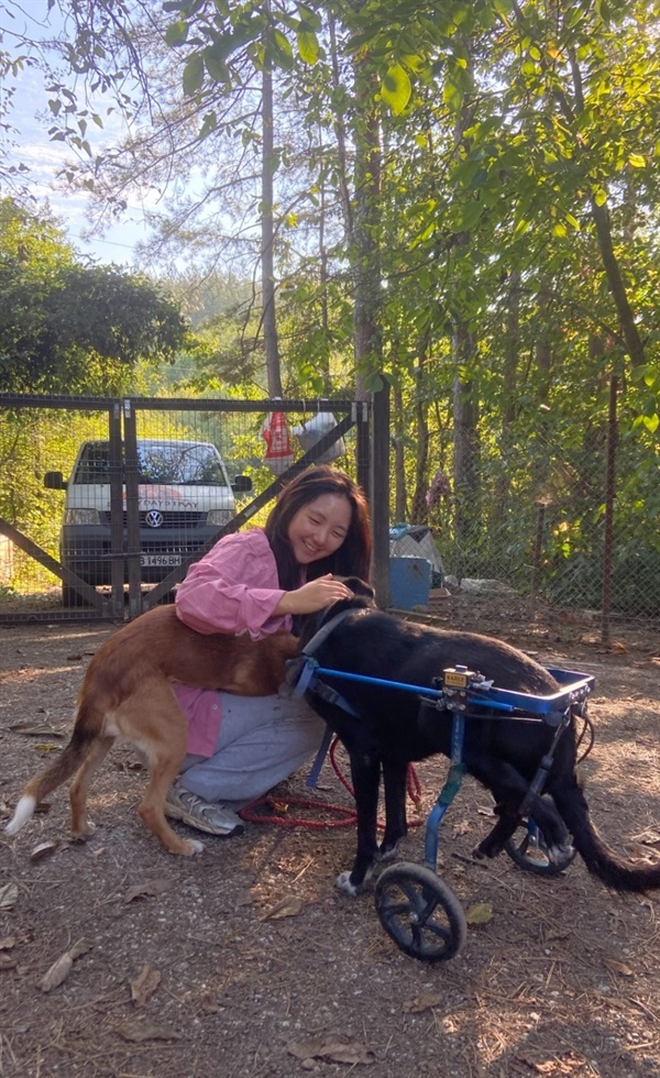 아침 산책을 준비하면서 애교덩어리 강아지들과 함께 매일 아침이면 산책을 가는데, 보호소를 찾는 이른 아침부터 강아지들은 기지개를 켜며 나갈 준비를 한다.？많은 강아지와 한 바퀴 돌고 나면 한 시간이 후딱 간다. 도는 코스는 보호소 옆에 있는 산인데, 아침 해가 뜨는 풍경과 어우러져 매우 아름다운 모습을 보였다. 유럽은, 정말 아름답다. 한 바퀴 다 돌고 나면, 이번엔 사고로 인해 네다리로 건너지 못하는 강아지들에게 휠체어를 챙구고 함께 산책을 간다. 윌리워크 라고 부르는데, 사고를 당한 강아지들이 절뚝거리는 모습을 보면, 그가 인간에게서 받은 상처가 느껴진다.