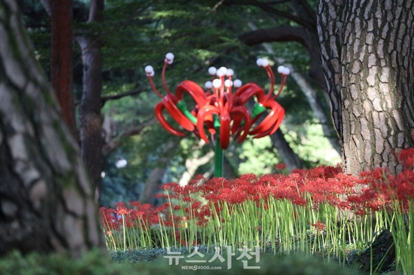  유난히 길었던 폭염이 가시자, 사천 곳곳에서 꽃무릇이 붉은 자태를 뽐내며 가을의 정취를 자아내고 있다. 예년보다 보름에서 20일가량 늦게 핀 꽃무릇이 사천의 공원들을 붉은 물결로 수놓고 있다.사천읍 꽃무릇.