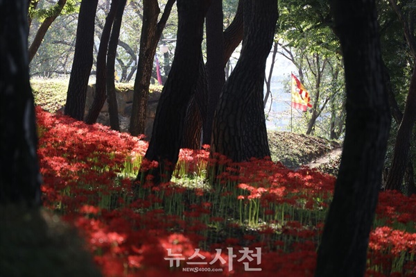  유난히 길었던 폭염이 가시자, 사천 곳곳에서 꽃무릇이 붉은 자태를 뽐내며 가을의 정취를 자아내고 있다. 예년보다 보름에서 20일가량 늦게 핀 꽃무릇이 사천의 공원들을 붉은 물결로 수놓고 있다.사천읍 꽃무릇.