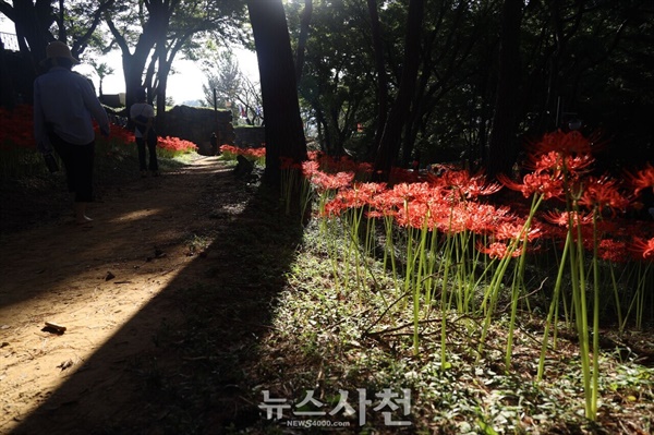  유난히 길었던 폭염이 가시자, 사천 곳곳에서 꽃무릇이 붉은 자태를 뽐내며 가을의 정취를 자아내고 있다. 예년보다 보름에서 20일가량 늦게 핀 꽃무릇이 사천의 공원들을 붉은 물결로 수놓고 있다.사천읍 꽃무릇.