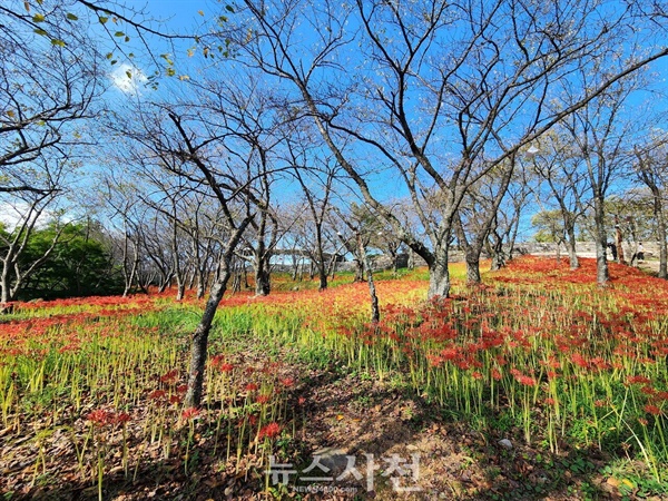  유난히 길었던 폭염이 가시자, 사천 곳곳에서 꽃무릇이 붉은 자태를 뽐내며 가을의 정취를 자아내고 있다. 예년보다 보름에서 20일가량 늦게 핀 꽃무릇이 사천의 공원들을 붉은 물결로 수놓고 있다.사진은 선진리성 꽃무릇.