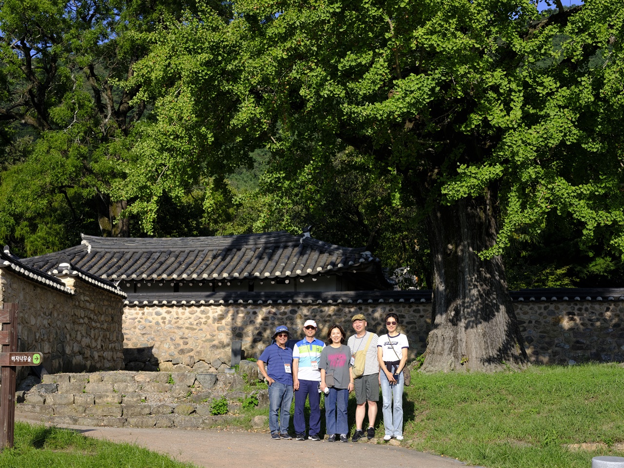  고산 윤선도 생가인 녹우당 입구에 서있는 500년 수령 은행나무.