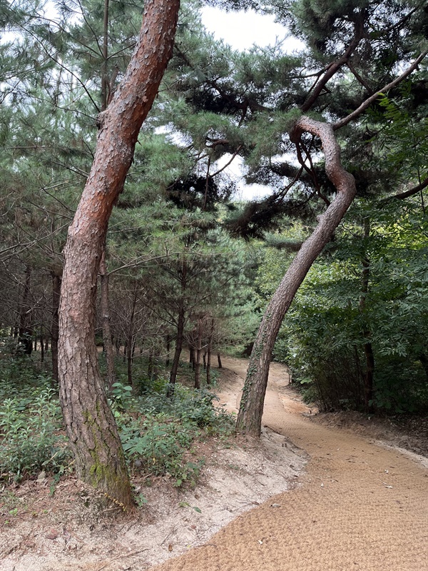 태릉강릉숲길개방 태릉강릉숲길개방