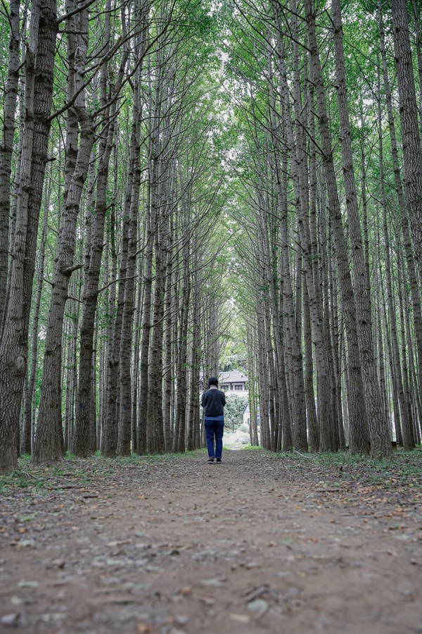 겨울을 보듬을 싱그러운 가을 은행나무 숲4 "잠시 쉬어도 괜찮아" 경주시 건천읍 도리마을 은행나무 숲 마을 담벼락에 새겨진 벽화 글귀처럼 지친 일상을 풀어 본 하루였다. 숲아 고맙다.