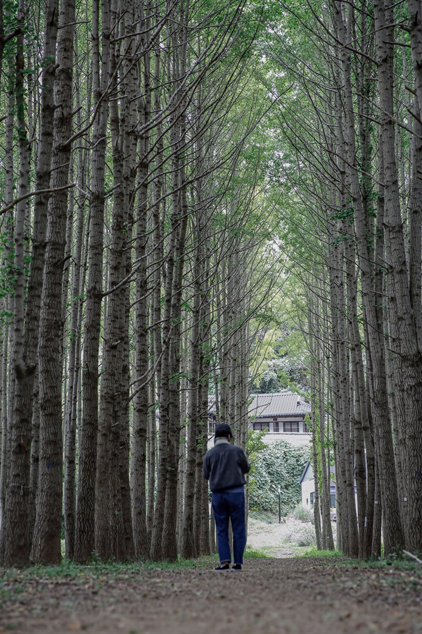 겨울을 보듬을 싱그러운 가을 은행나무 숲3 "잠시 쉬어도 괜찮아" 경주시 건천읍 도리마을 은행나무 숲 마을 담벼락에 새겨진 벽화 글귀처럼 지친 일상을 풀어 본 하루였다. 숲아 고맙다.