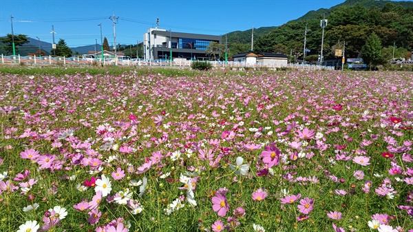  거창군 북상면에 만개한 가을꽃 향기