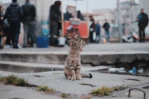  Tabby and the city