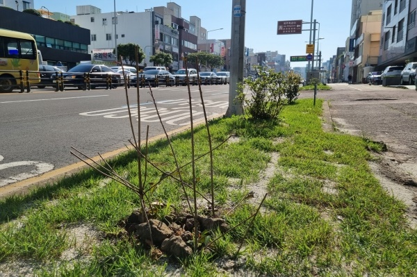 가로수를 뽑고 성급하게 공사 진행했다가 중단 후 심은 묘목 2022년 제주도가 중앙버스차로제 2단계 사업을 진행하다가 시민들의 반대로 중단한 현장