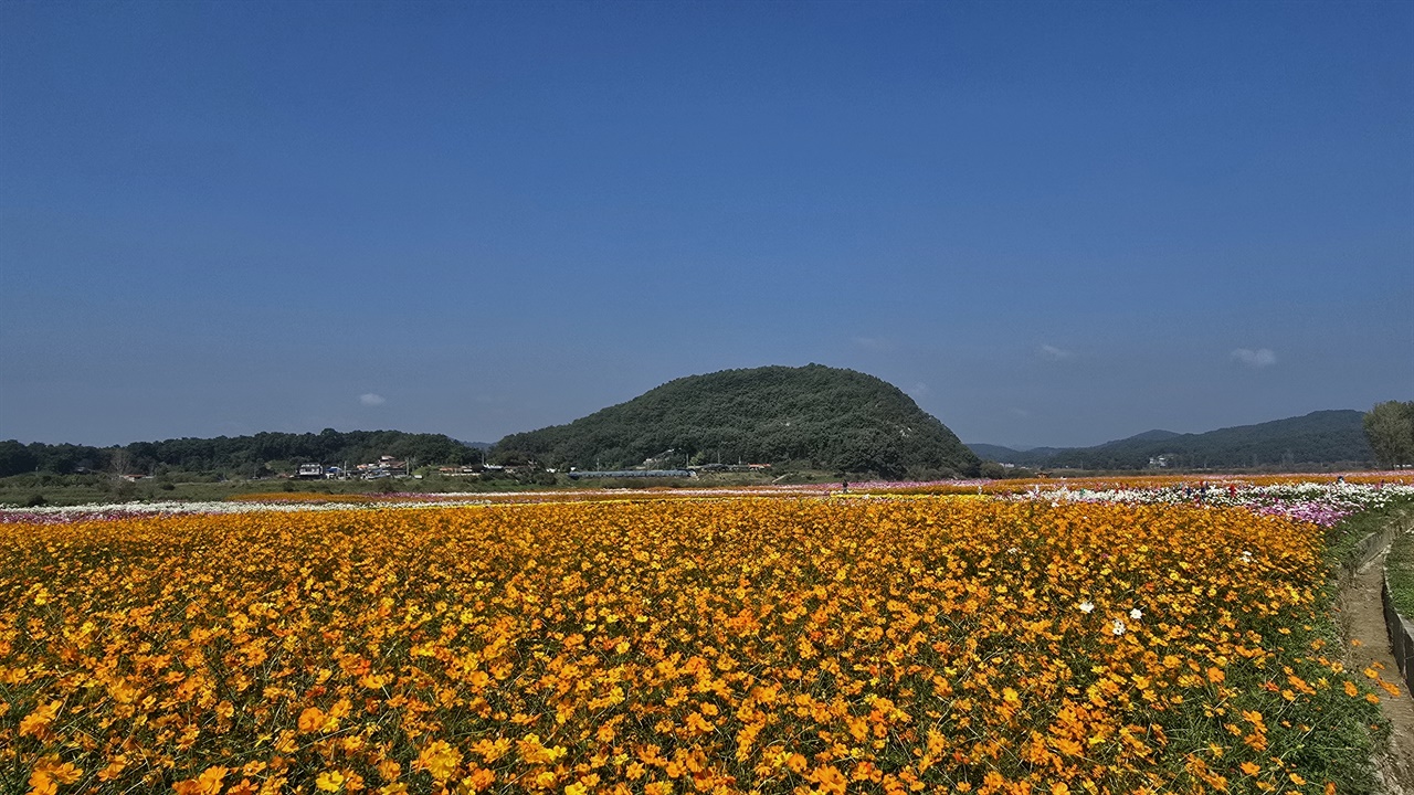 백마강 부산과 황화 코스모스 오렌지색 코스모스를 보신적 있나요? 백마강에는 있습니다.