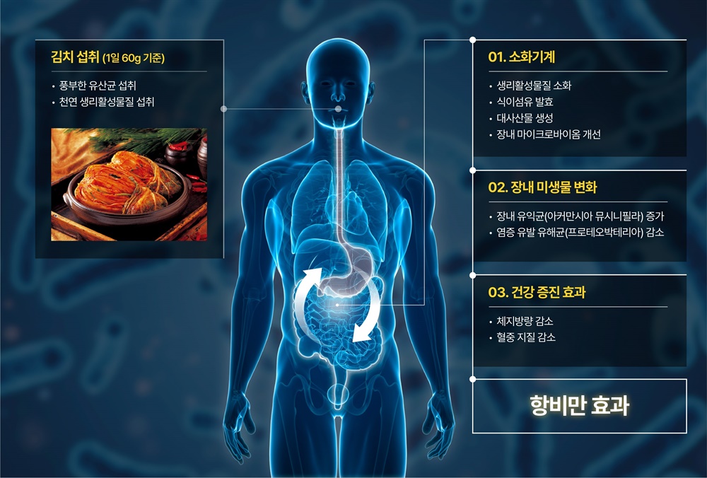  김치의 항비만 효과에 대한 임상시험 결과 체계도