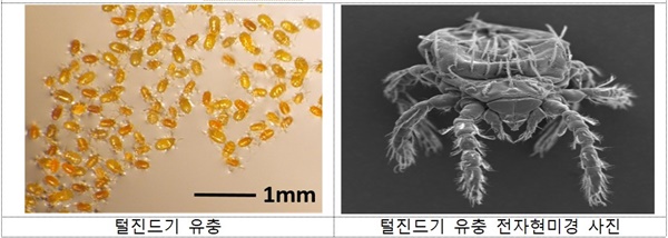  쯔쯔가무시균 매개 주요 털진드기