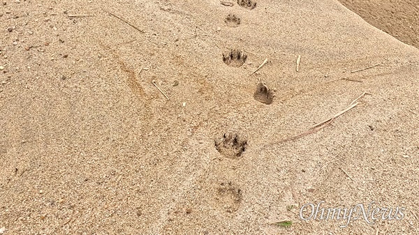  합강습지에서 발견된 수달 발자국