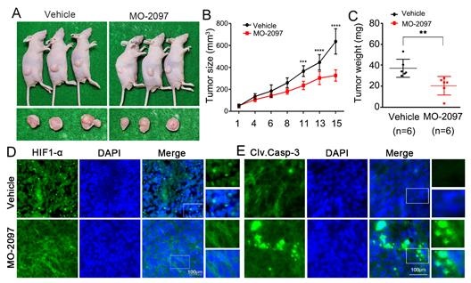 마우스 동물모델 실험에서 MO-2097의 항암효능 확인 A~C. 대장암 세포를 이용한 마우스 동물모델에서 MO-2097의 항암효과 확인 / D. MO-2097의 HIF-1α 표적 항암 효능을 단백질 형광 염색을 통한 확인